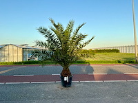Palmboom (phoenix canariensis) - afbeelding 1 van  1