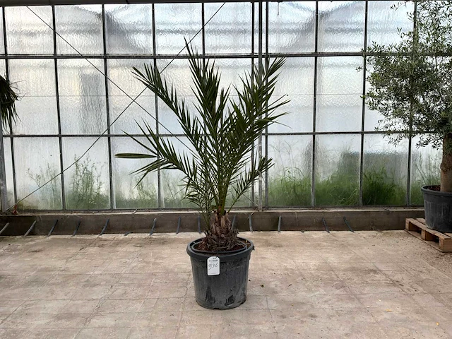 Palmboom (phoenix canariensis) - afbeelding 1 van  1