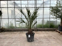 Palmboom (phoenix canariensis)