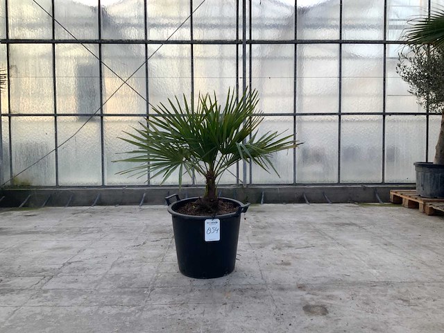 Palmboom (trachycarpus fortunei) - afbeelding 1 van  1