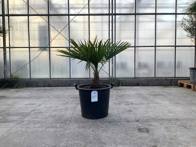 Palmboom (trachycarpus fortunei) - afbeelding 1 van  1