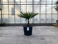Palmboom (trachycarpus fortunei) - afbeelding 1 van  1