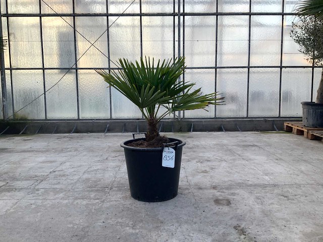 Palmboom (trachycarpus fortunei) - afbeelding 1 van  1