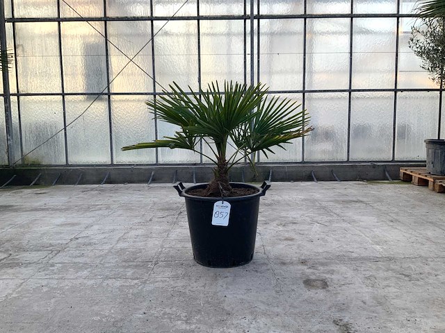Palmboom (trachycarpus fortunei) - afbeelding 1 van  1