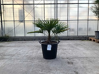 Palmboom (trachycarpus fortunei) - afbeelding 1 van  1