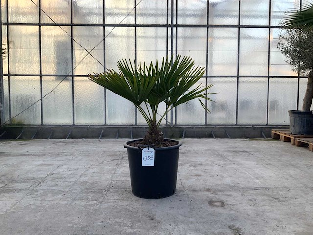 Palmboom (trachycarpus fortunei) - afbeelding 1 van  1