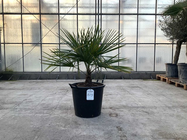 Palmboom (trachycarpus fortunei) - afbeelding 1 van  1