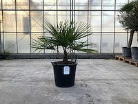 Palmboom (trachycarpus fortunei) - afbeelding 1 van  1