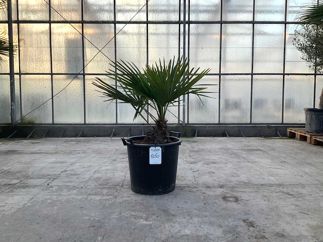 Palmboom (trachycarpus fortunei) - afbeelding 1 van  1