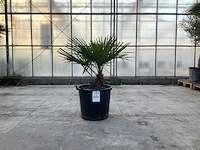 Palmboom (trachycarpus fortunei) - afbeelding 1 van  1