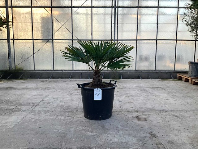 Palmboom (trachycarpus fortunei) - afbeelding 1 van  1