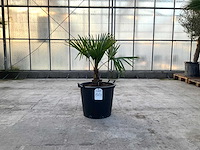 Palmboom (trachycarpus fortunei) - afbeelding 1 van  1
