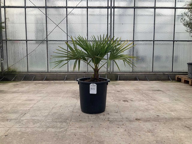 Palmboom (trachycarpus fortunei) - afbeelding 1 van  1
