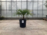 Palmboom (trachycarpus fortunei) - afbeelding 1 van  1