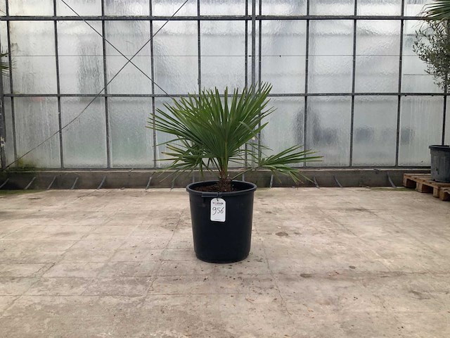 Palmboom (trachycarpus fortunei) - afbeelding 1 van  1