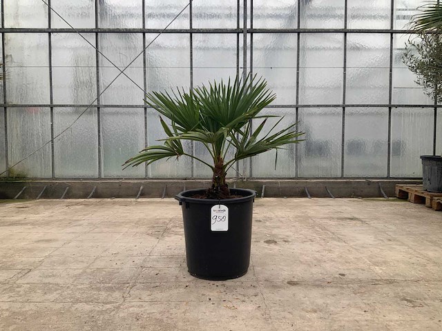 Palmboom (trachycarpus fortunei) - afbeelding 1 van  1