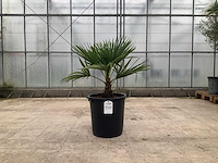 Palmboom (trachycarpus fortunei) - afbeelding 1 van  1