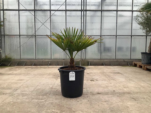 Palmboom (trachycarpus fortunei) - afbeelding 1 van  1