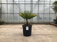 Palmboom (trachycarpus fortunei) - afbeelding 1 van  1