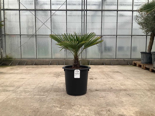 Palmboom (trachycarpus fortunei) - afbeelding 1 van  1