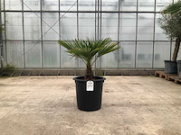 Palmboom (trachycarpus fortunei) - afbeelding 1 van  1