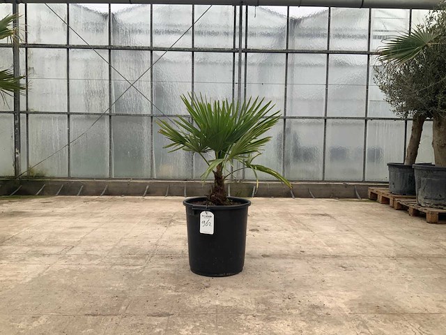 Palmboom (trachycarpus fortunei) - afbeelding 1 van  1