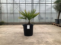Palmboom (trachycarpus fortunei) - afbeelding 1 van  1