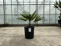 Palmboom (trachycarpus fortunei) - afbeelding 1 van  1
