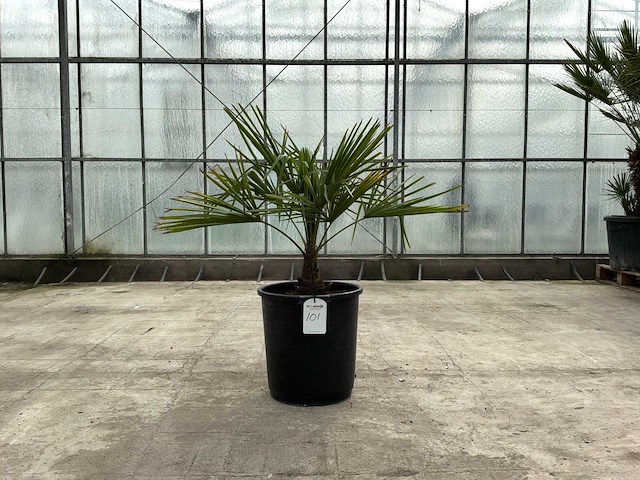 Palmboom (trachycarpus fortunei) - afbeelding 1 van  1