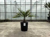 Palmboom (trachycarpus fortunei) - afbeelding 1 van  1