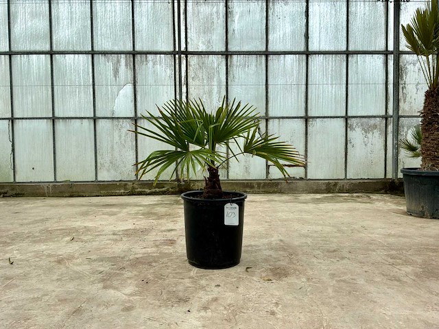Palmboom (trachycarpus fortunei) - afbeelding 1 van  1