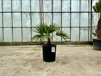 Palmboom (trachycarpus fortunei) - afbeelding 1 van  1