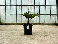 Palmboom (trachycarpus fortunei) - afbeelding 1 van  1
