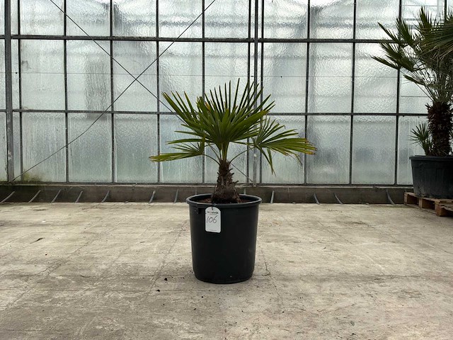 Palmboom (trachycarpus fortunei) - afbeelding 1 van  1