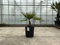Palmboom (trachycarpus fortunei) - afbeelding 1 van  1