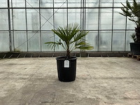 Palmboom (trachycarpus fortunei) - afbeelding 1 van  1