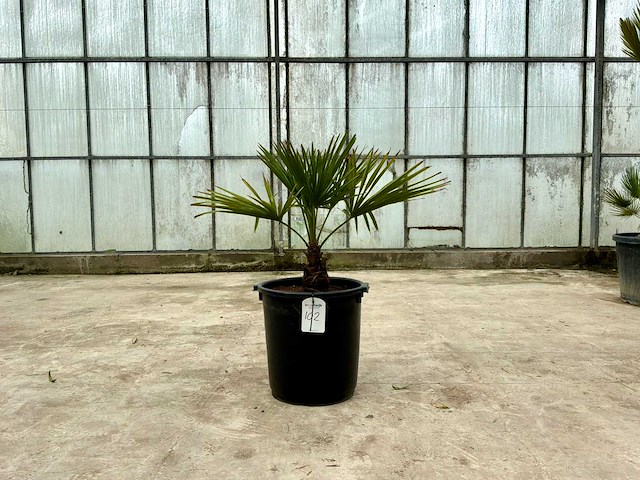 Palmboom (trachycarpus fortunei) - afbeelding 1 van  1