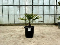 Palmboom (trachycarpus fortunei) - afbeelding 1 van  1