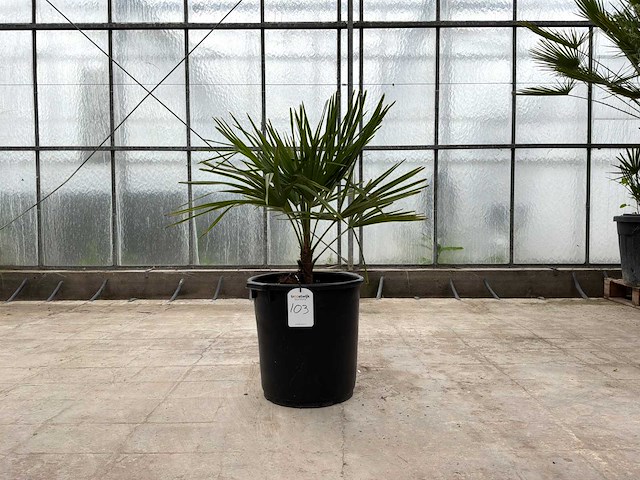 Palmboom (trachycarpus fortunei) - afbeelding 1 van  1