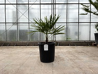 Palmboom (trachycarpus fortunei) - afbeelding 1 van  1