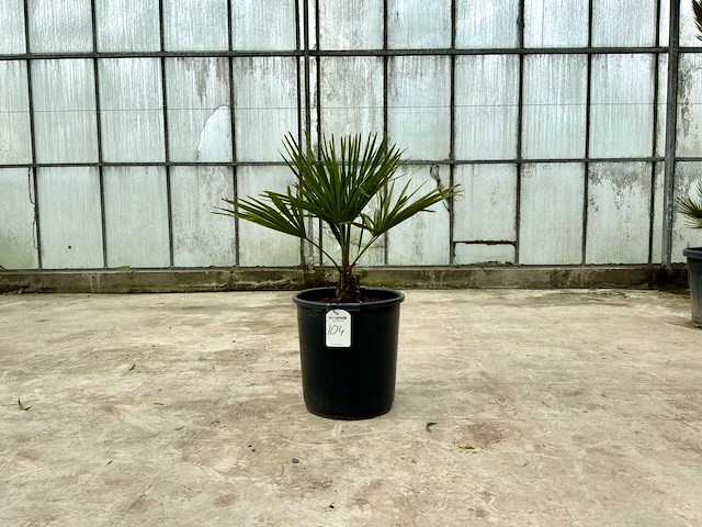 Palmboom (trachycarpus fortunei) - afbeelding 1 van  1