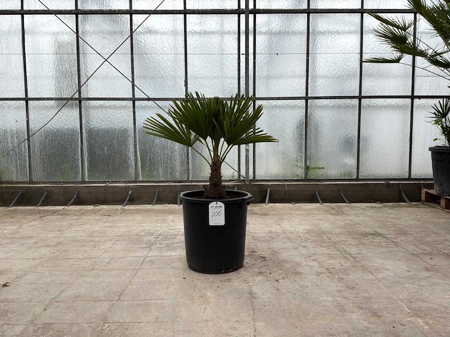 Palmboom (trachycarpus fortunei) - afbeelding 1 van  1