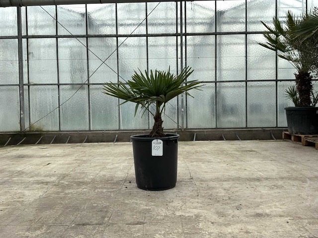 Palmboom (trachycarpus fortunei) - afbeelding 1 van  1
