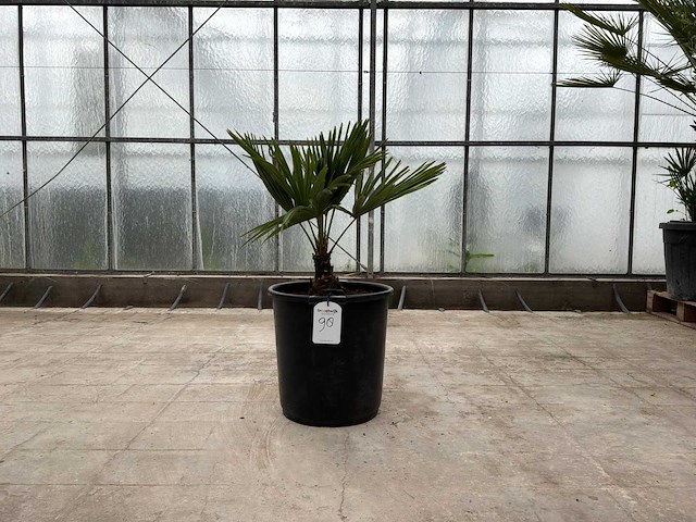 Palmboom (trachycarpus fortunei) - afbeelding 1 van  1