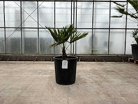 Palmboom (trachycarpus fortunei) - afbeelding 1 van  1
