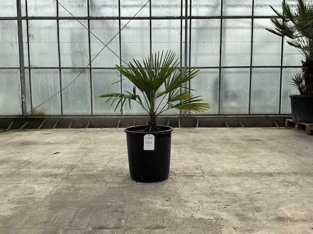 Palmboom (trachycarpus fortunei) - afbeelding 1 van  1