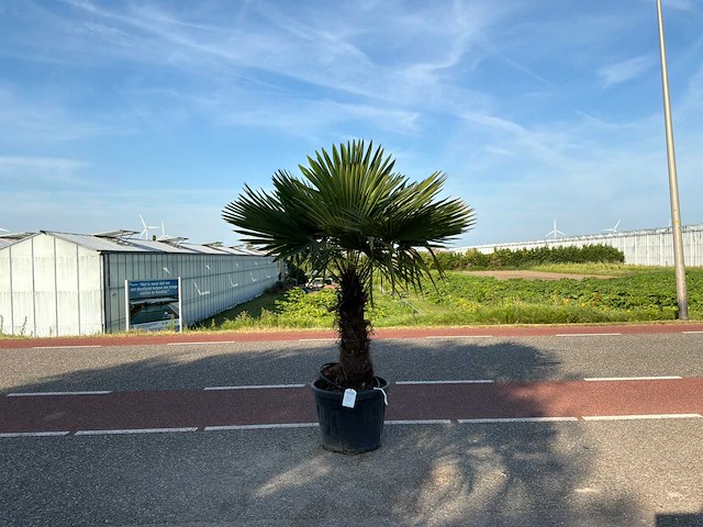 Palmboom (trachycarpus fortunei) - afbeelding 1 van  1