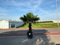 Palmboom (trachycarpus fortunei) - afbeelding 1 van  1