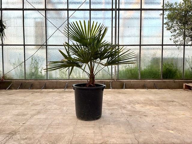 Palmboom (trachycarpus fortunei) - afbeelding 1 van  1