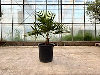 Palmboom (trachycarpus fortunei) - afbeelding 1 van  1